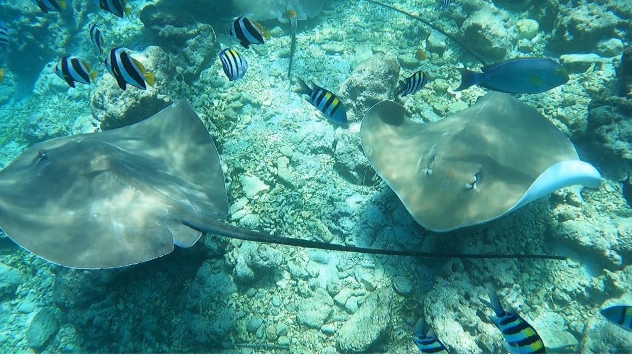 فندق ثولوسدوفي  Ocean Breeze Maldives المظهر الخارجي الصورة